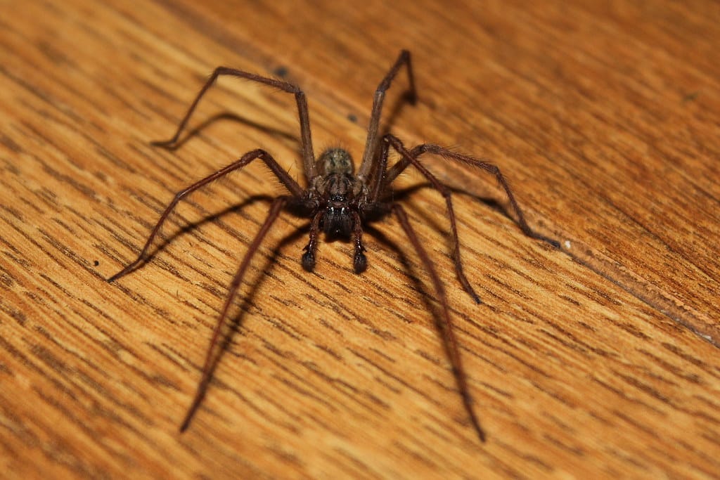 Common House Spider