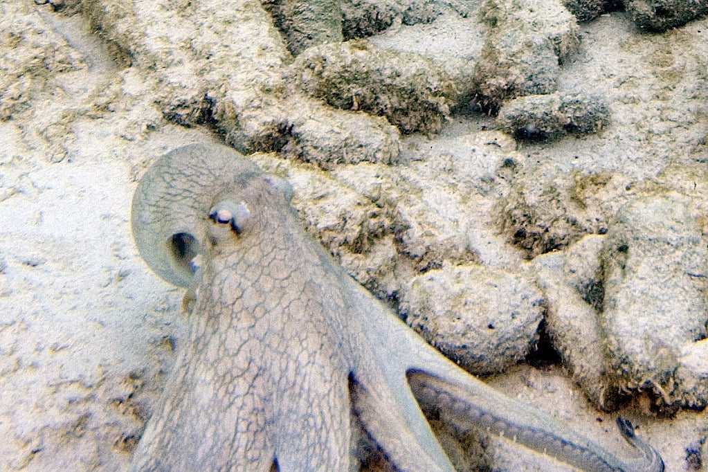 Common Octopus