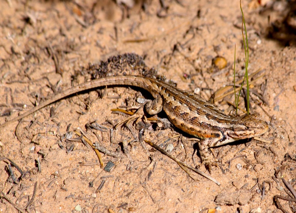 Common Sagebrush Lizard