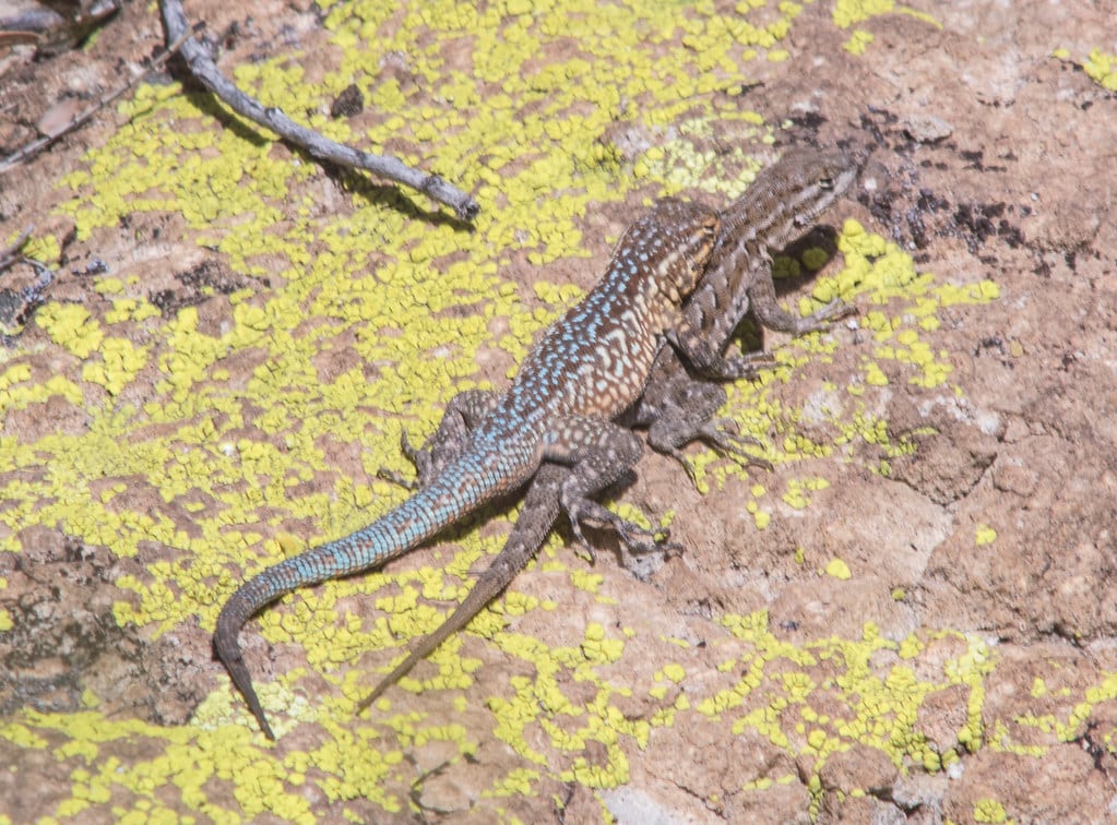 Common Side-Blotched Lizard
