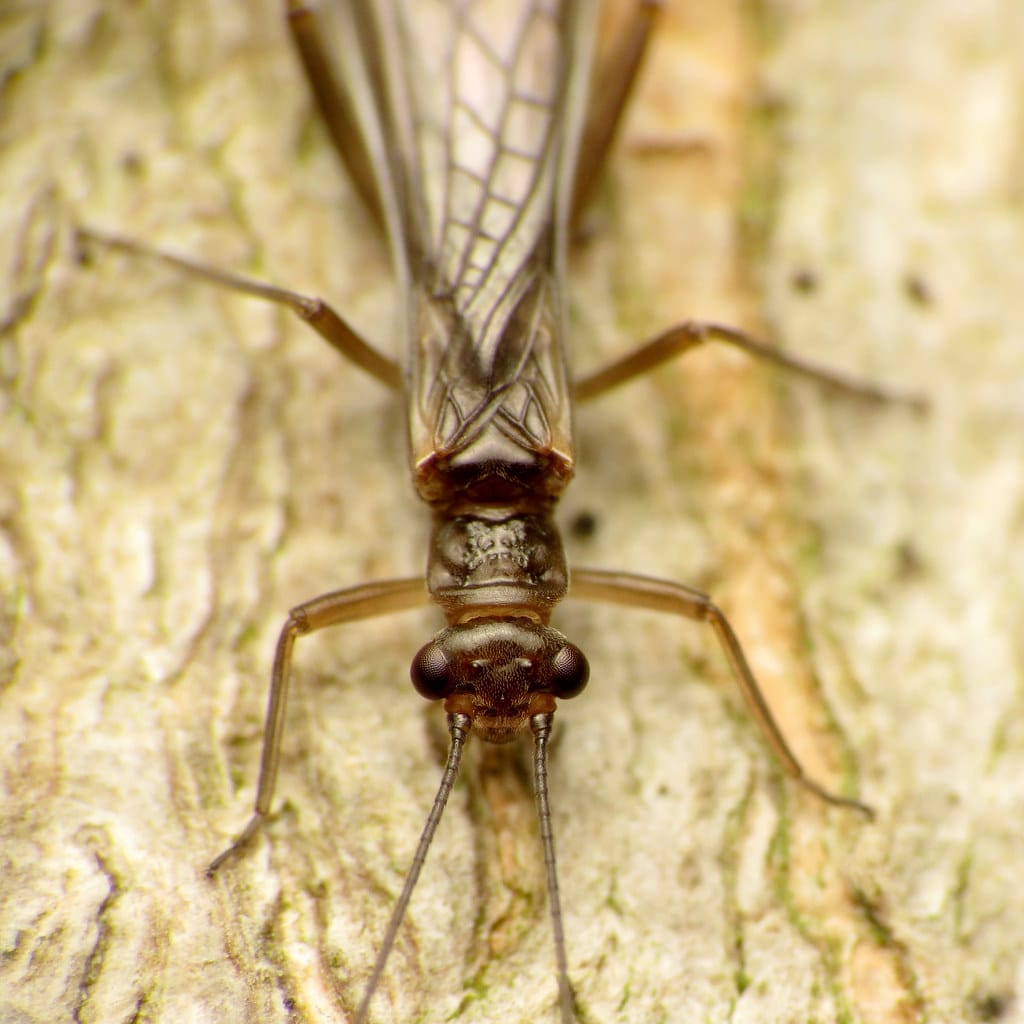 Common Stonefly