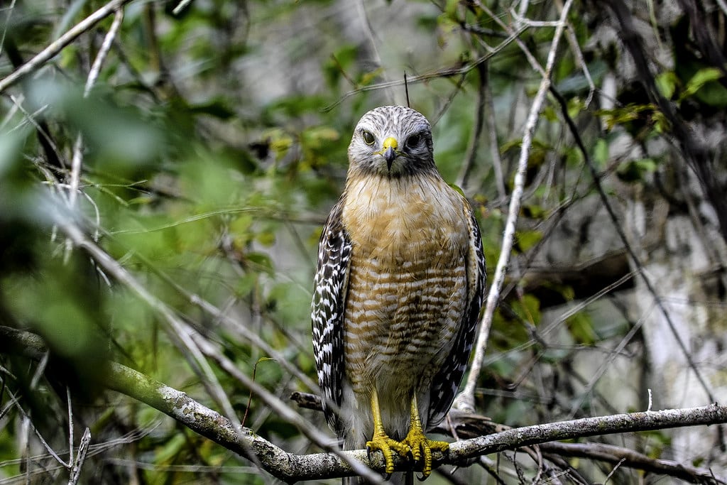 Cooper's Hawk