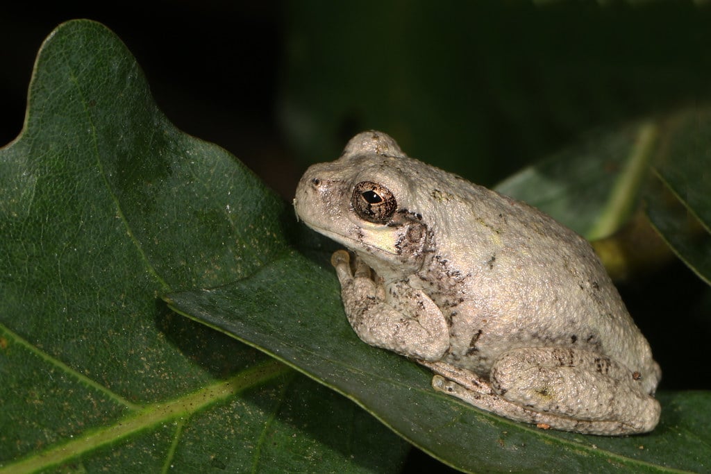 Cope's Gray Treefrog - Types of Frogs in Kentucky