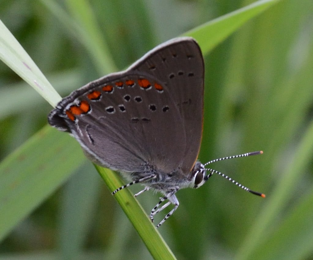 Coral Hairstreak Butterfly