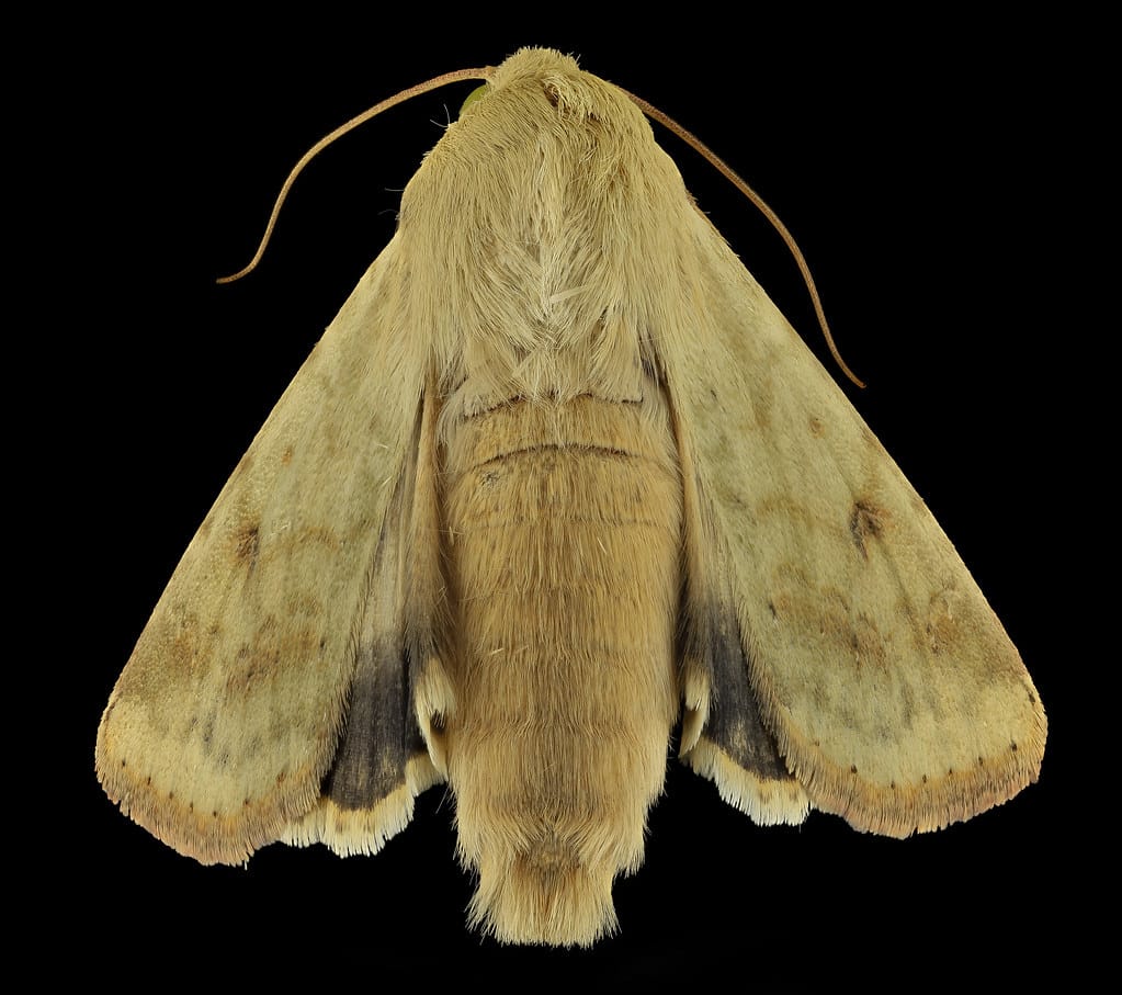 Corn Earworm Moth