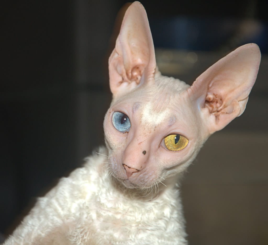 Cornish Rex - Small Cat Breeds in the World