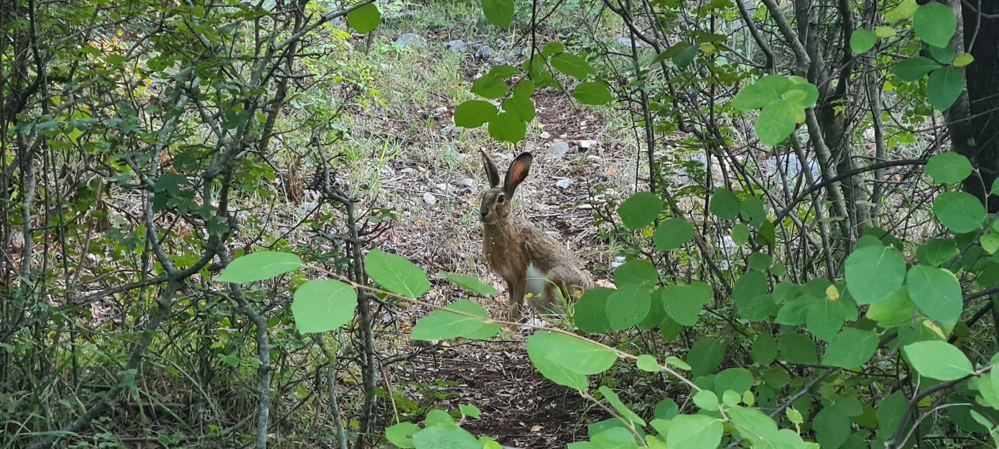 Corsican Hare