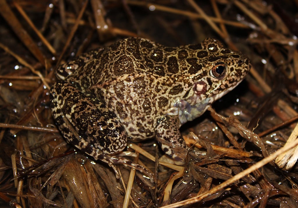 Crawfish Frog - Types of Frogs in Kentucky