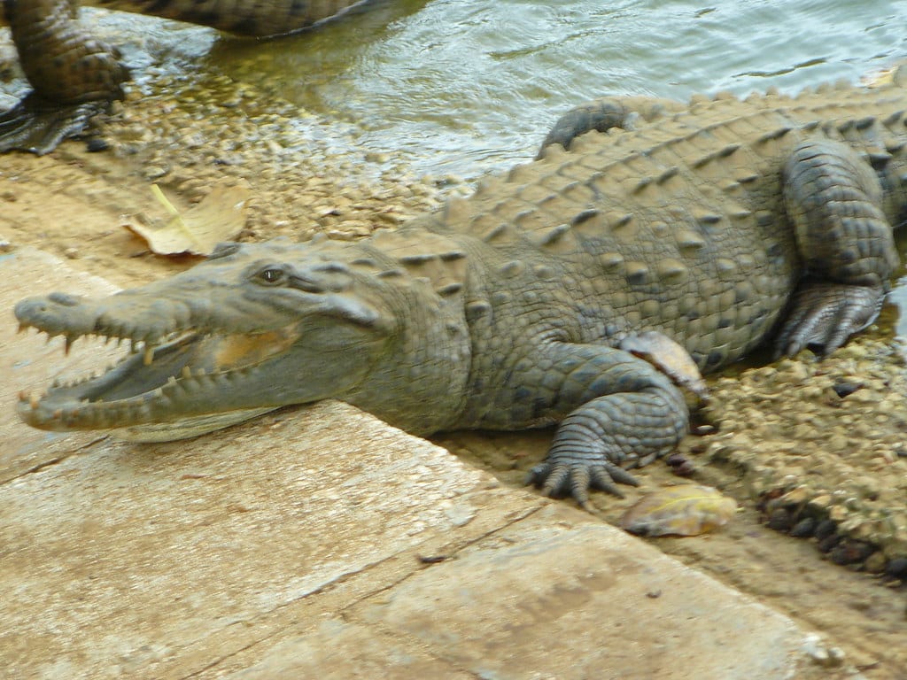 Crocodile