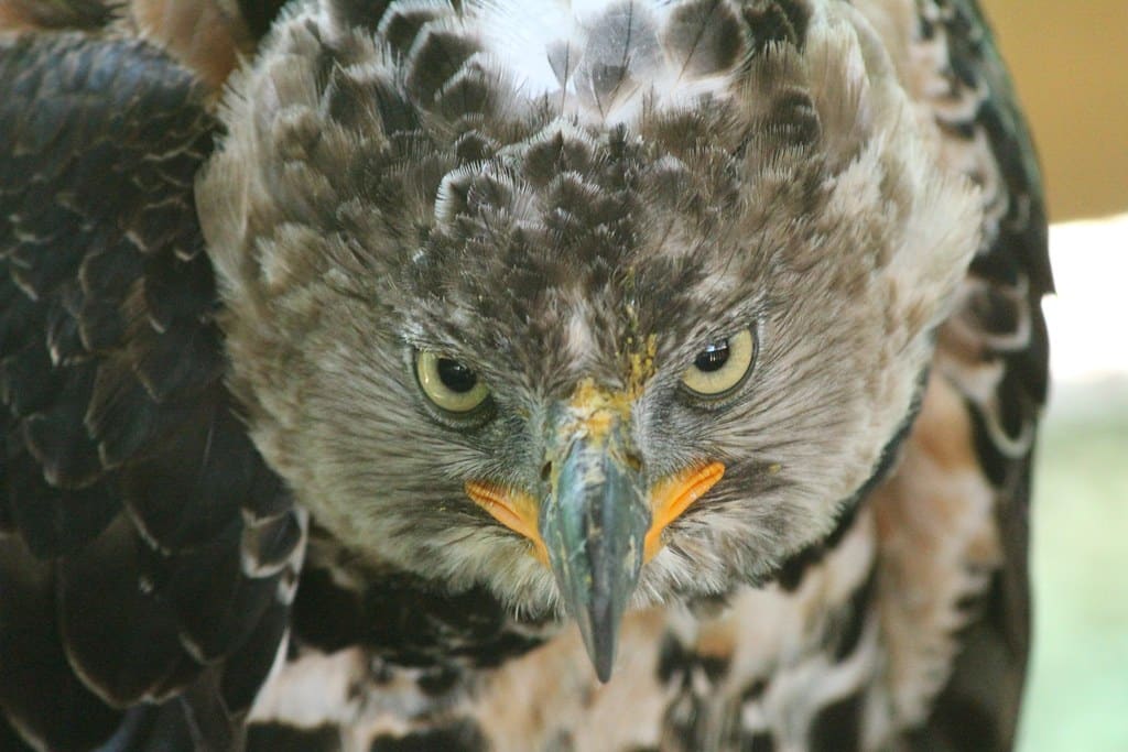Crowned Eagle