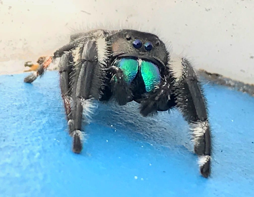 Daring Jumping Spider