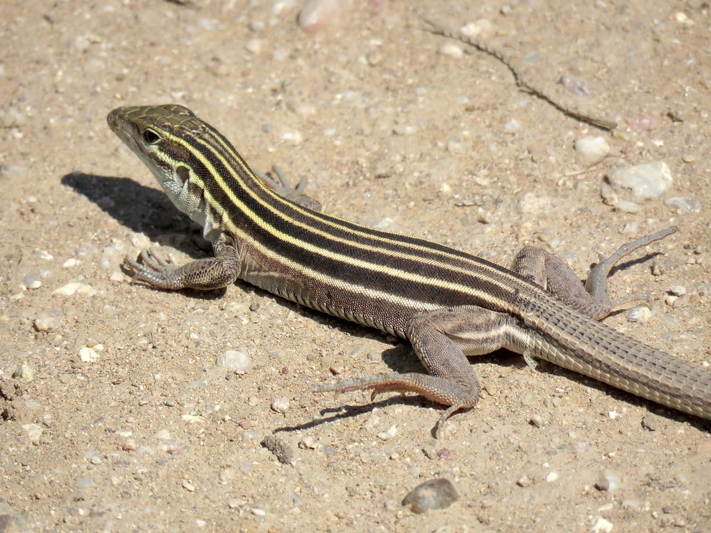Desert Grassland Whiptail