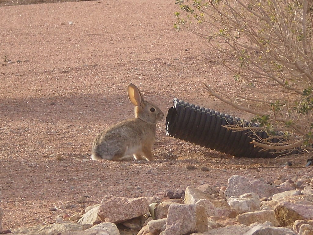 Desert Hare