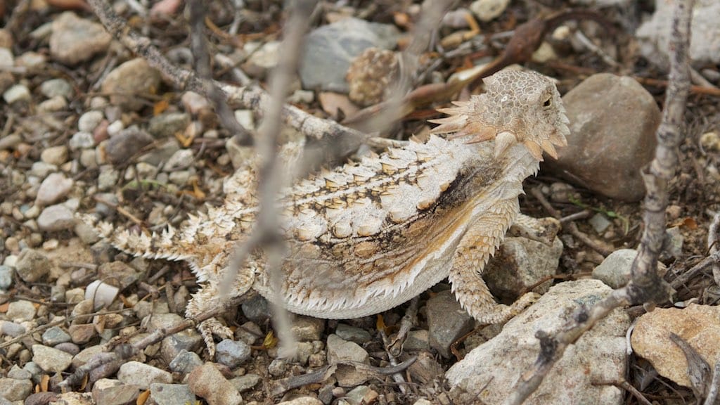 Desert Horned Lizard