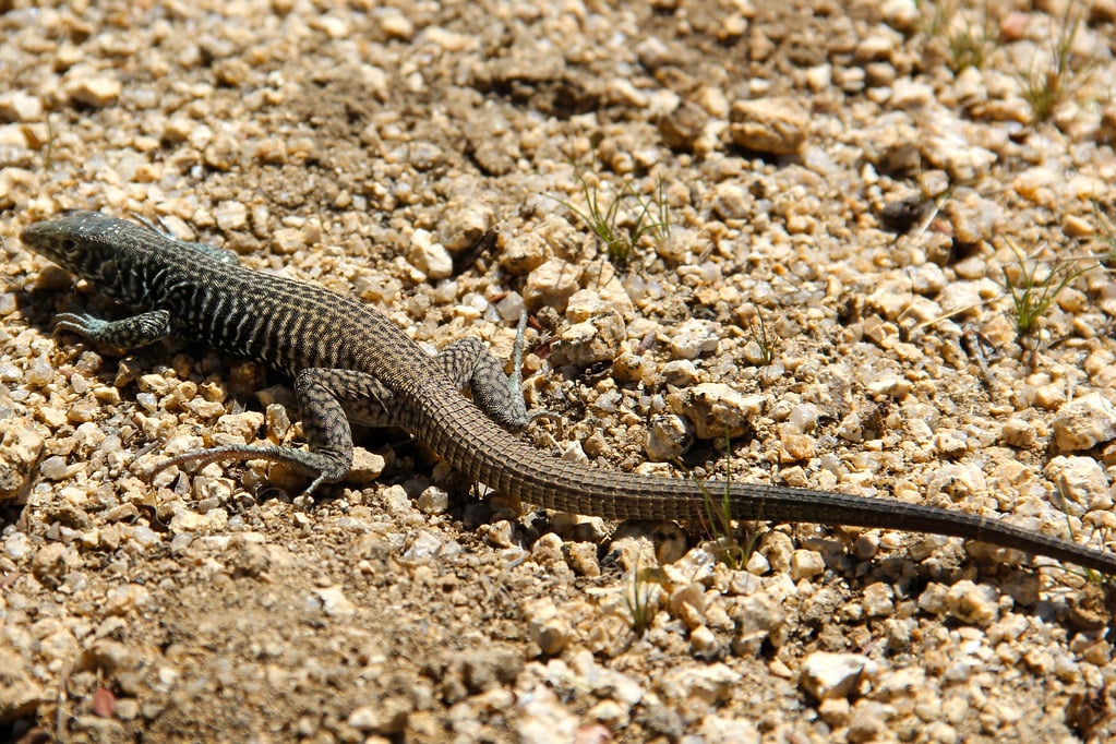 Desert Night Lizard