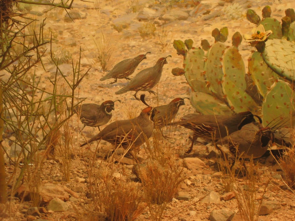 Desert Quail