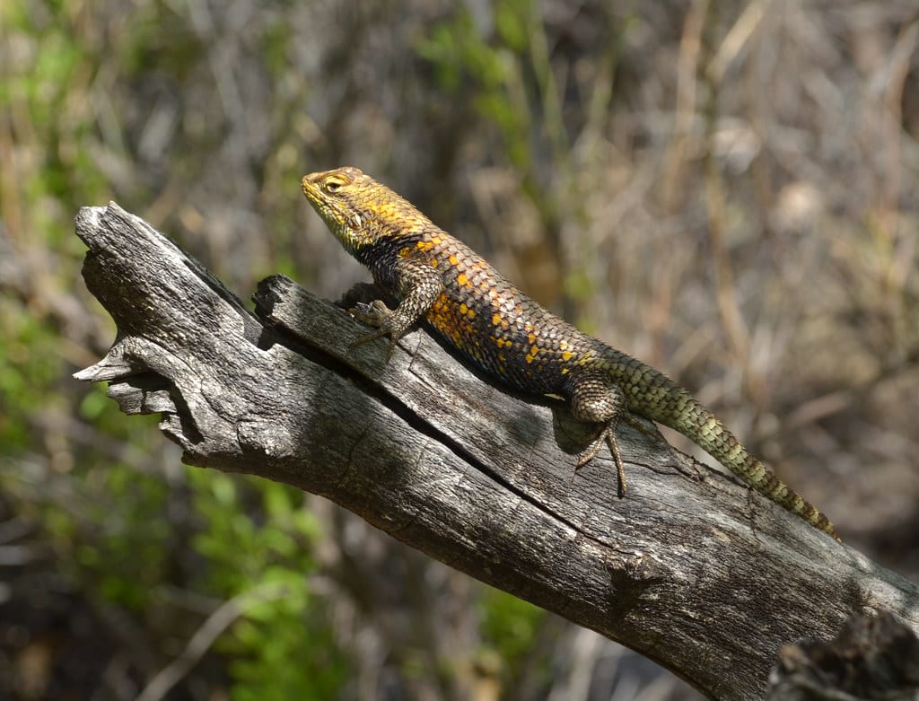 Desert Spiny Lizard