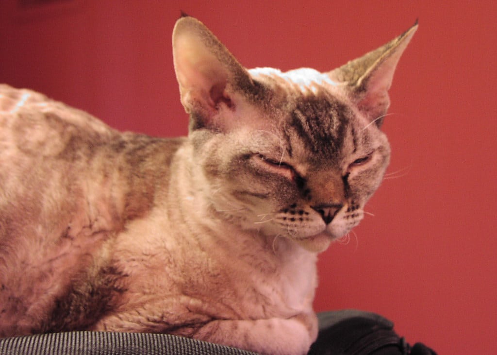 Devon Rex
