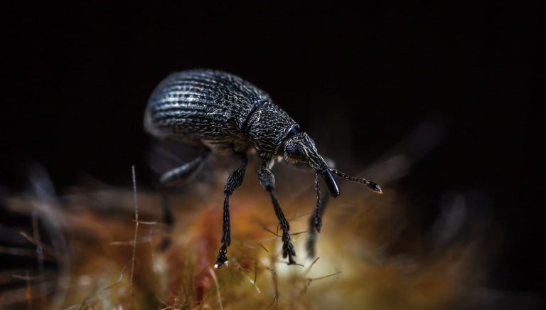 28 Different Types of Weevils With Pictures