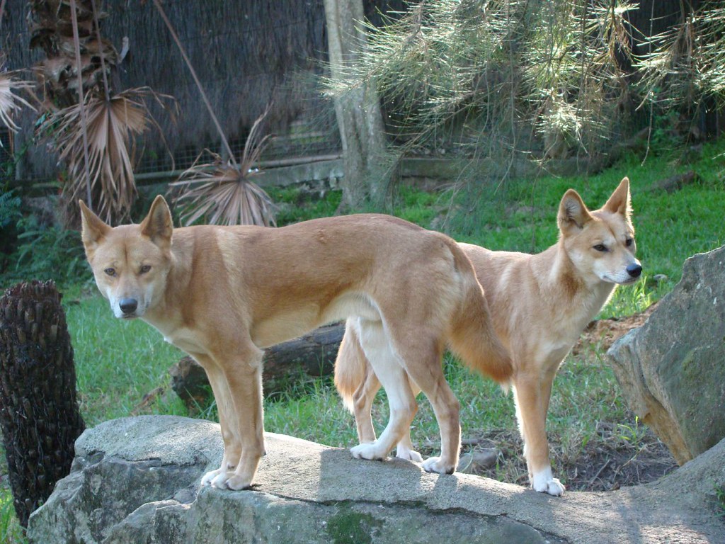 Dingo