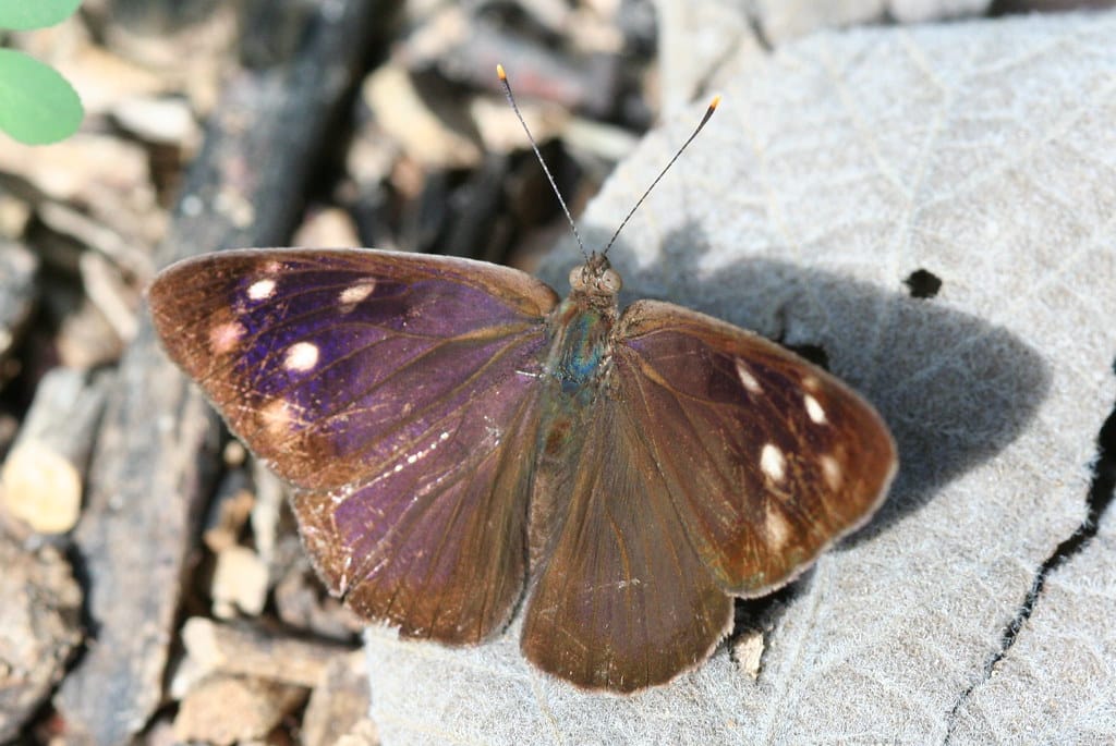 Dingy Purplewing