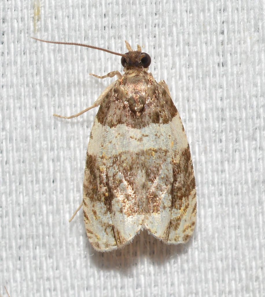 Divided Olethreutes Moth