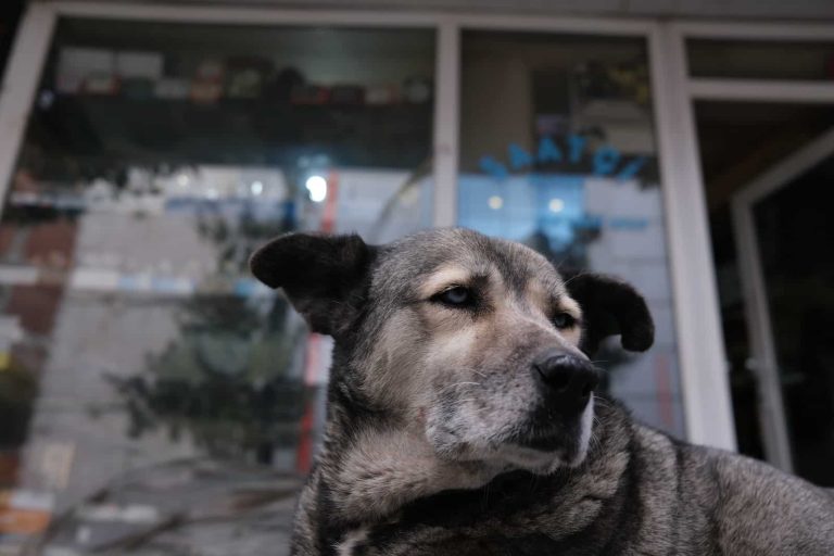 7 Dog Breeds That Starts With Z