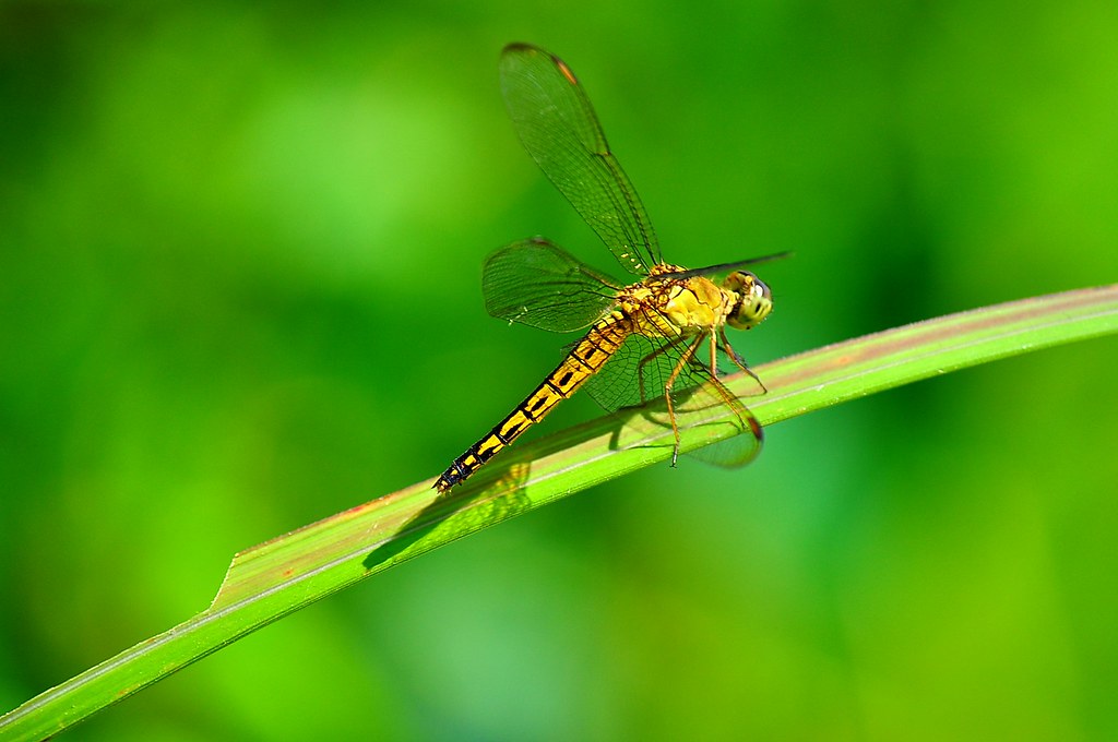 Dragonflies and Damselflies