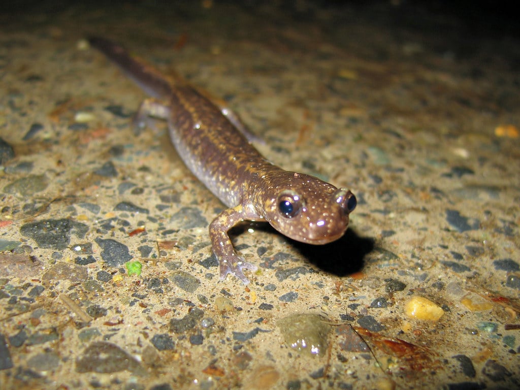 Dunn's Salamander