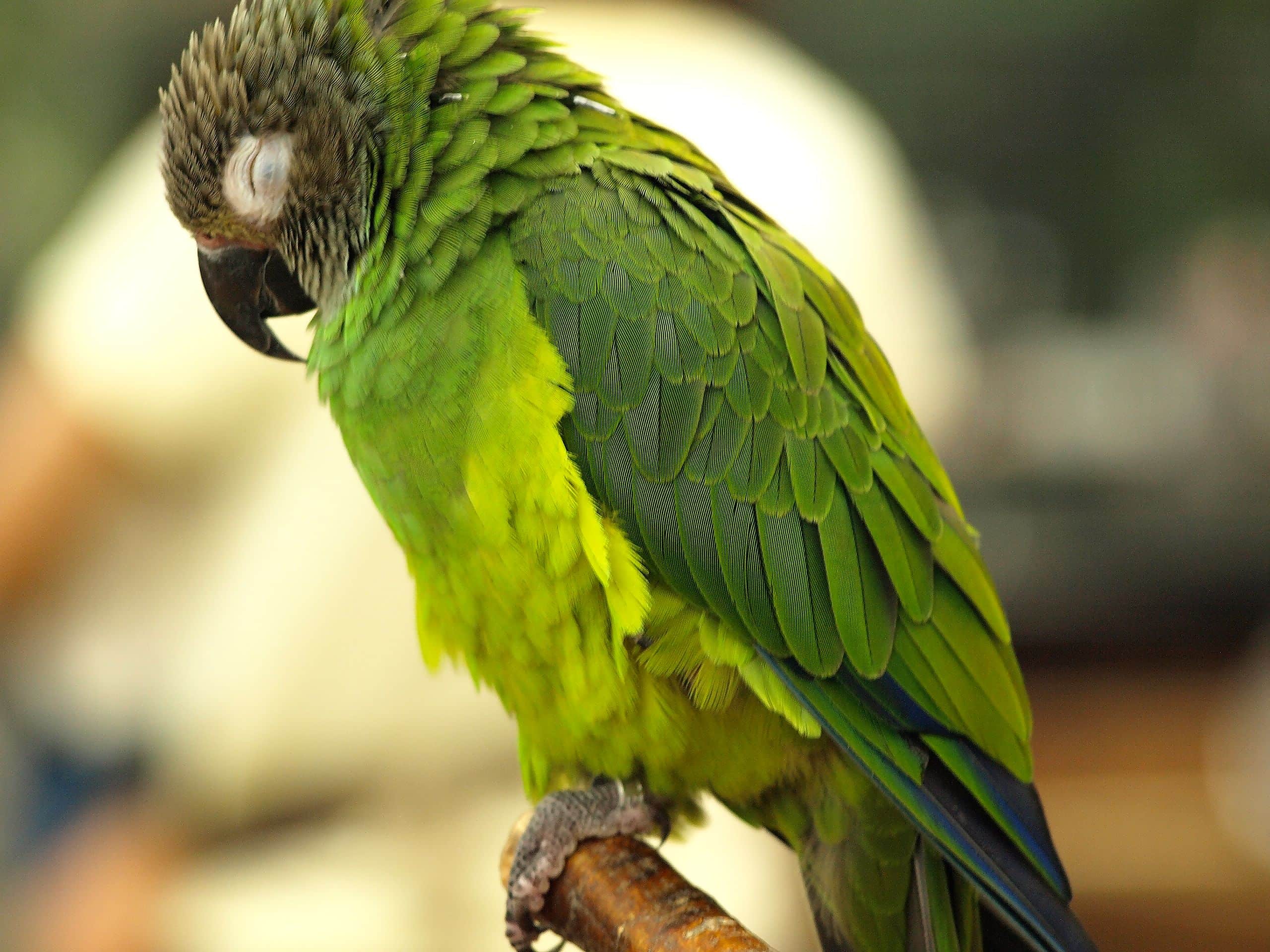 Dusky-Headed Conure