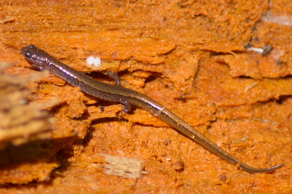 Dwarf Salamander