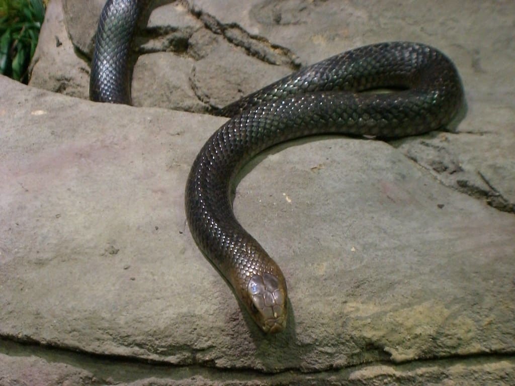 Eastern Brown Snake