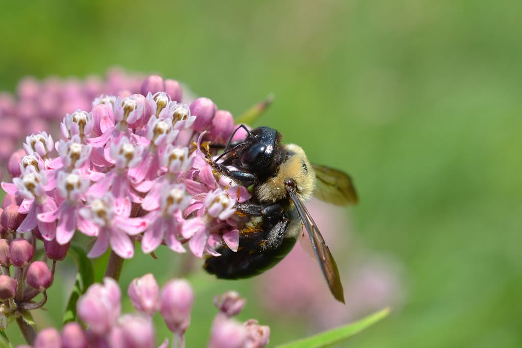 Eastern Carpenter Bee