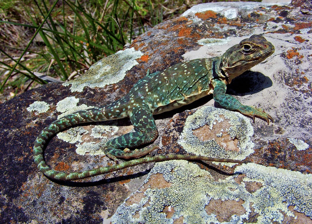 Eastern Collared Lizard