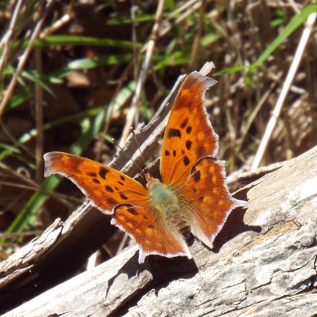 Eastern Comma Butterflies