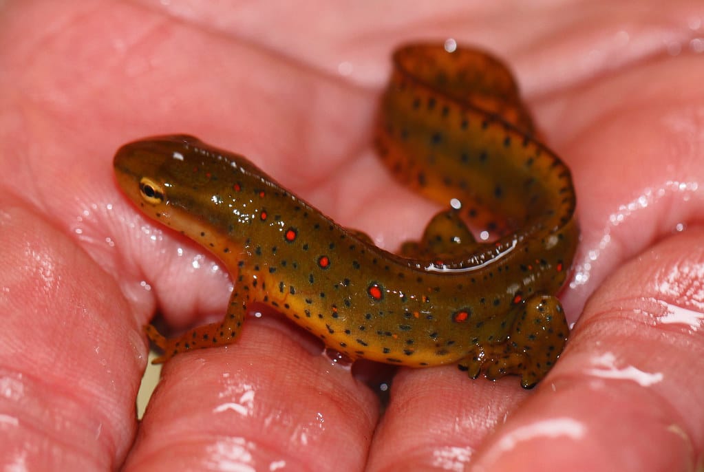 Eastern Newt - Types of Salamanders in Oklahoma