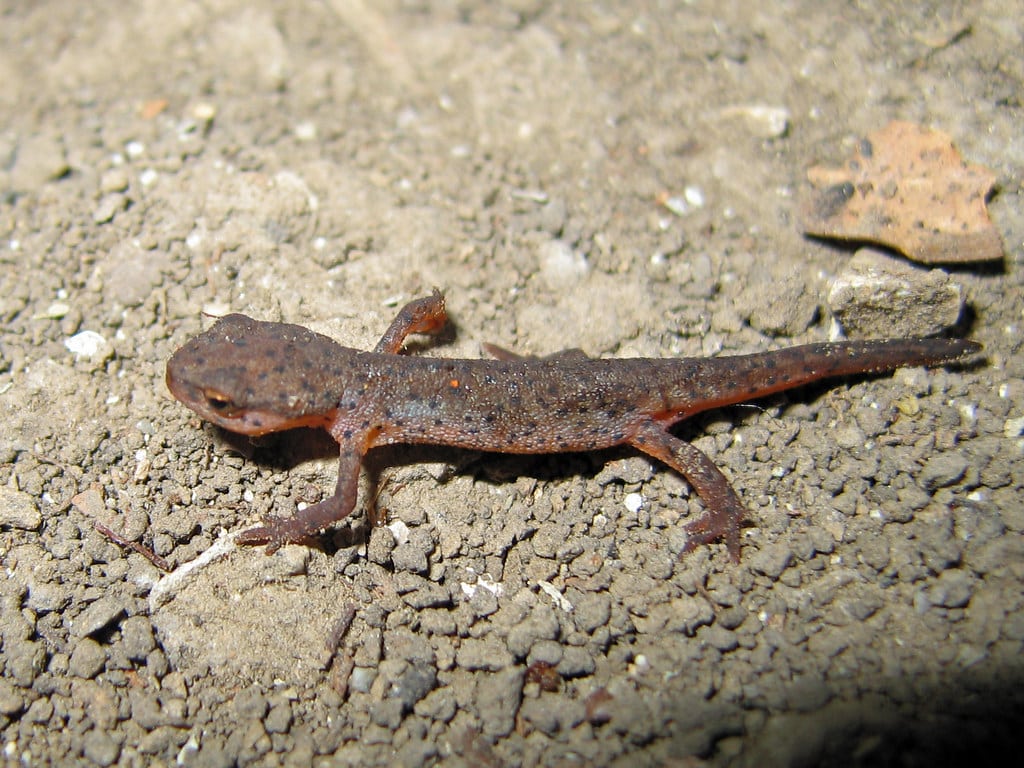 Eastern Newt