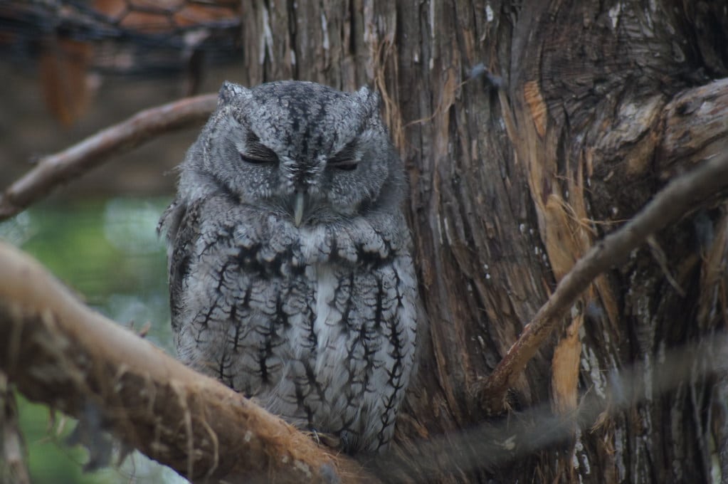 Eastern Screech Owl