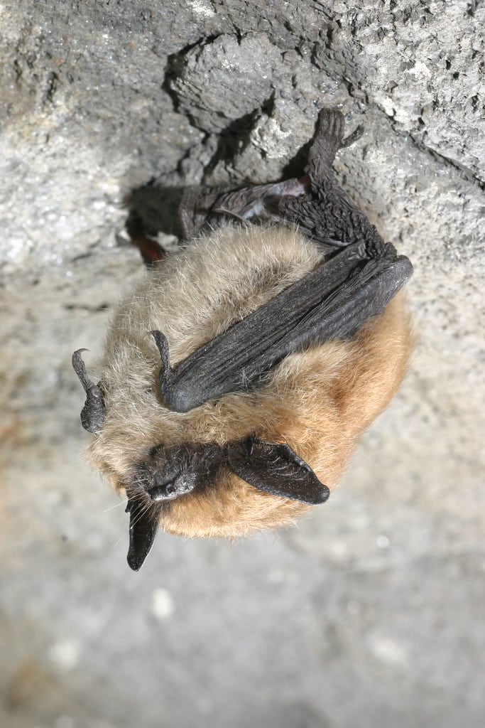 Eastern Small-footed Bat