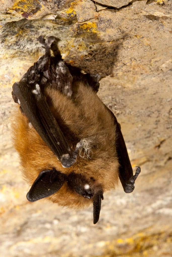 Eastern Small Footed Myotis