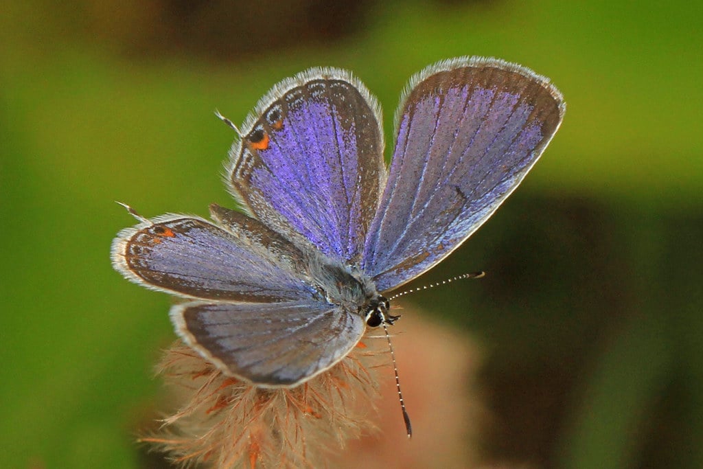 Eastern Tailed-Blue