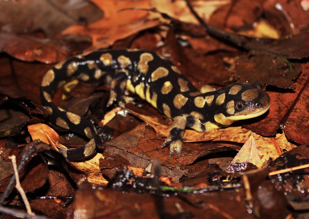 Eastern Tiger Salamander