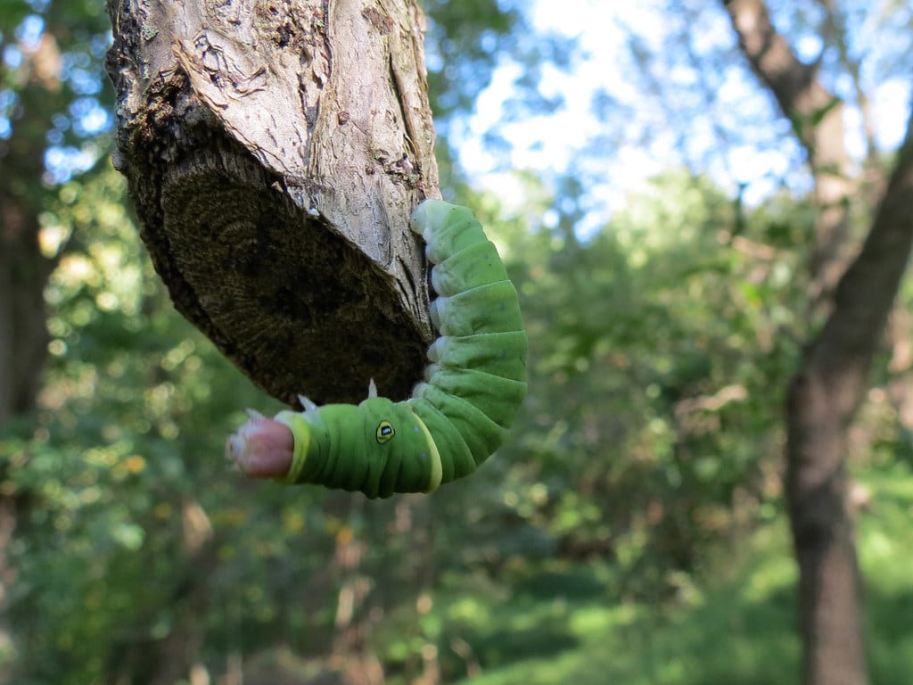 Eastern Tiger Swallowtail Caterpillar