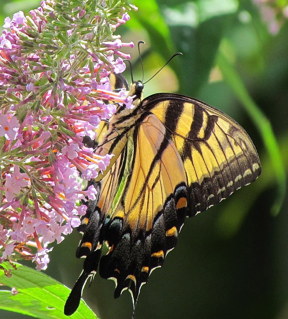 Eastern Tiger Swallowtail