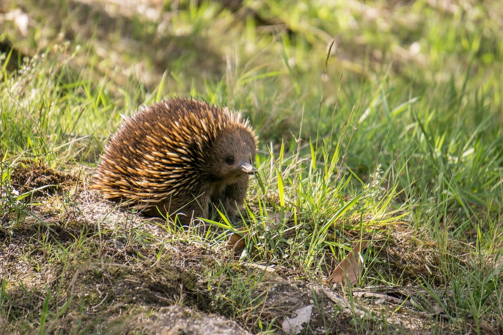 Echidna