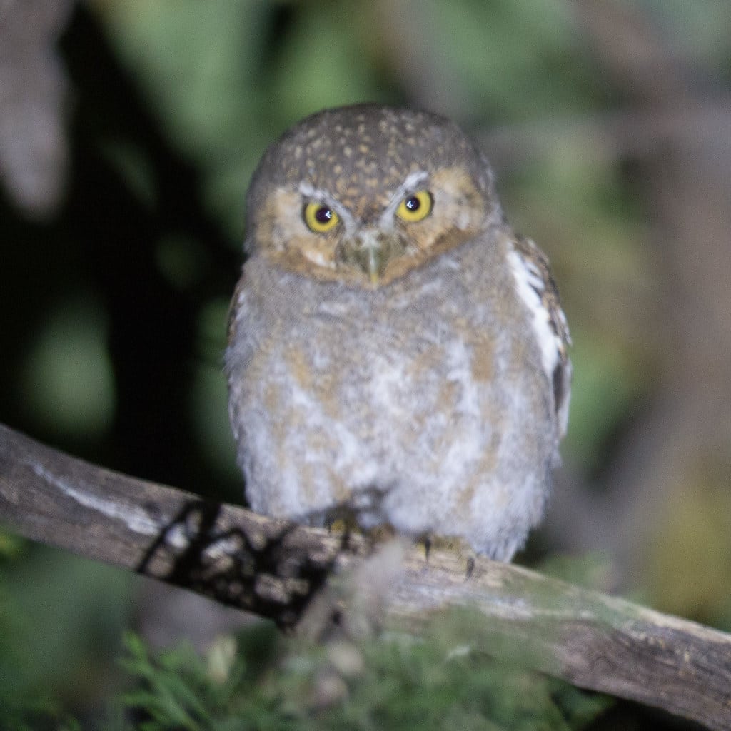 Elf Owl