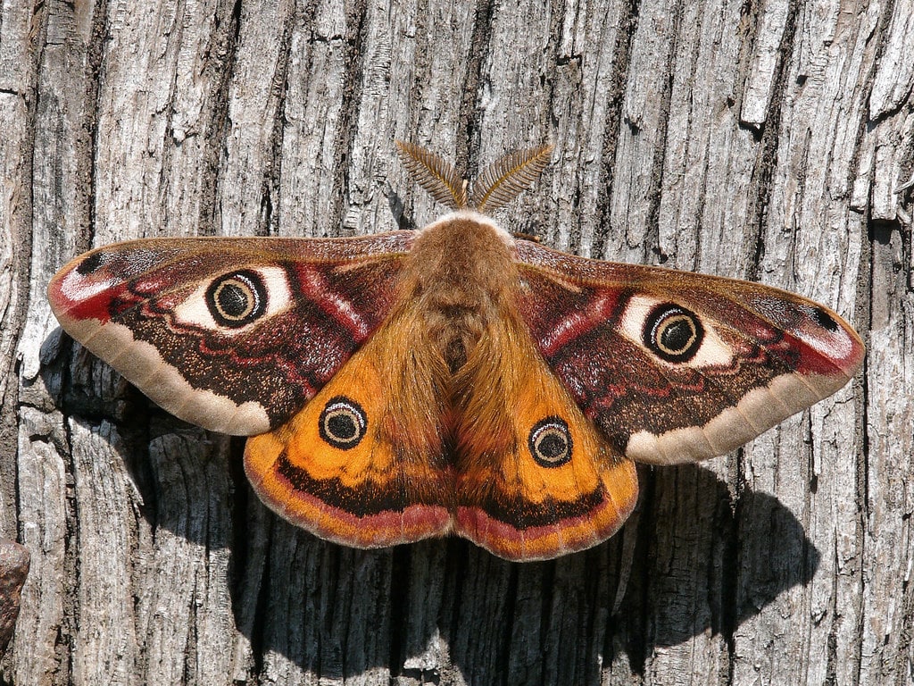 Emperor Moths