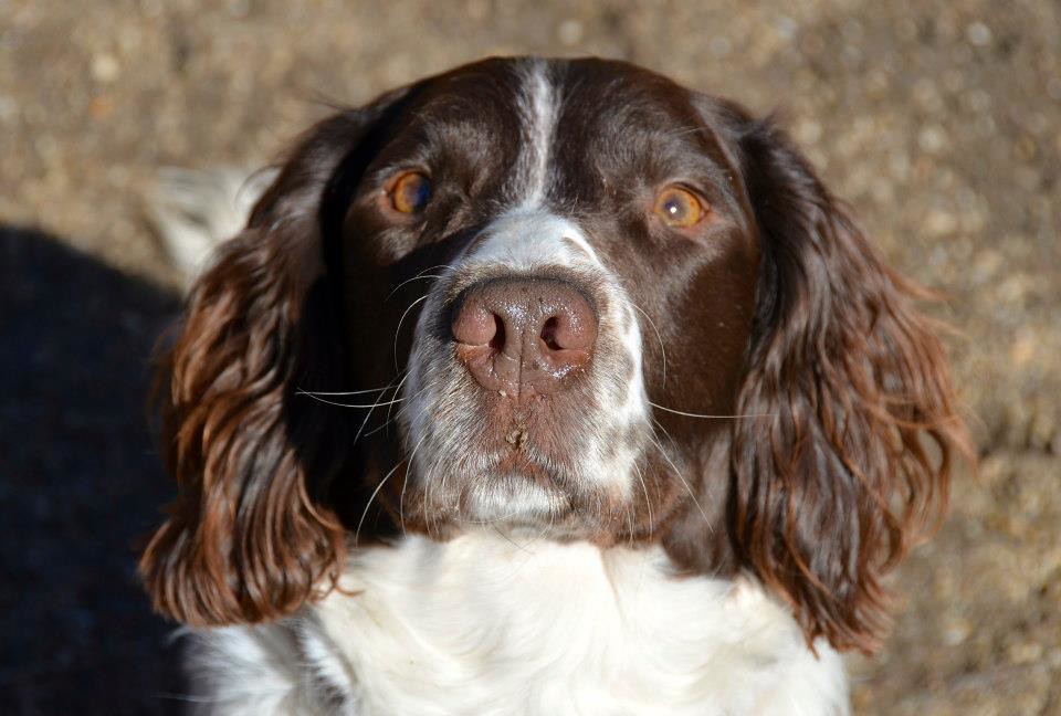 English Springer Spaniel