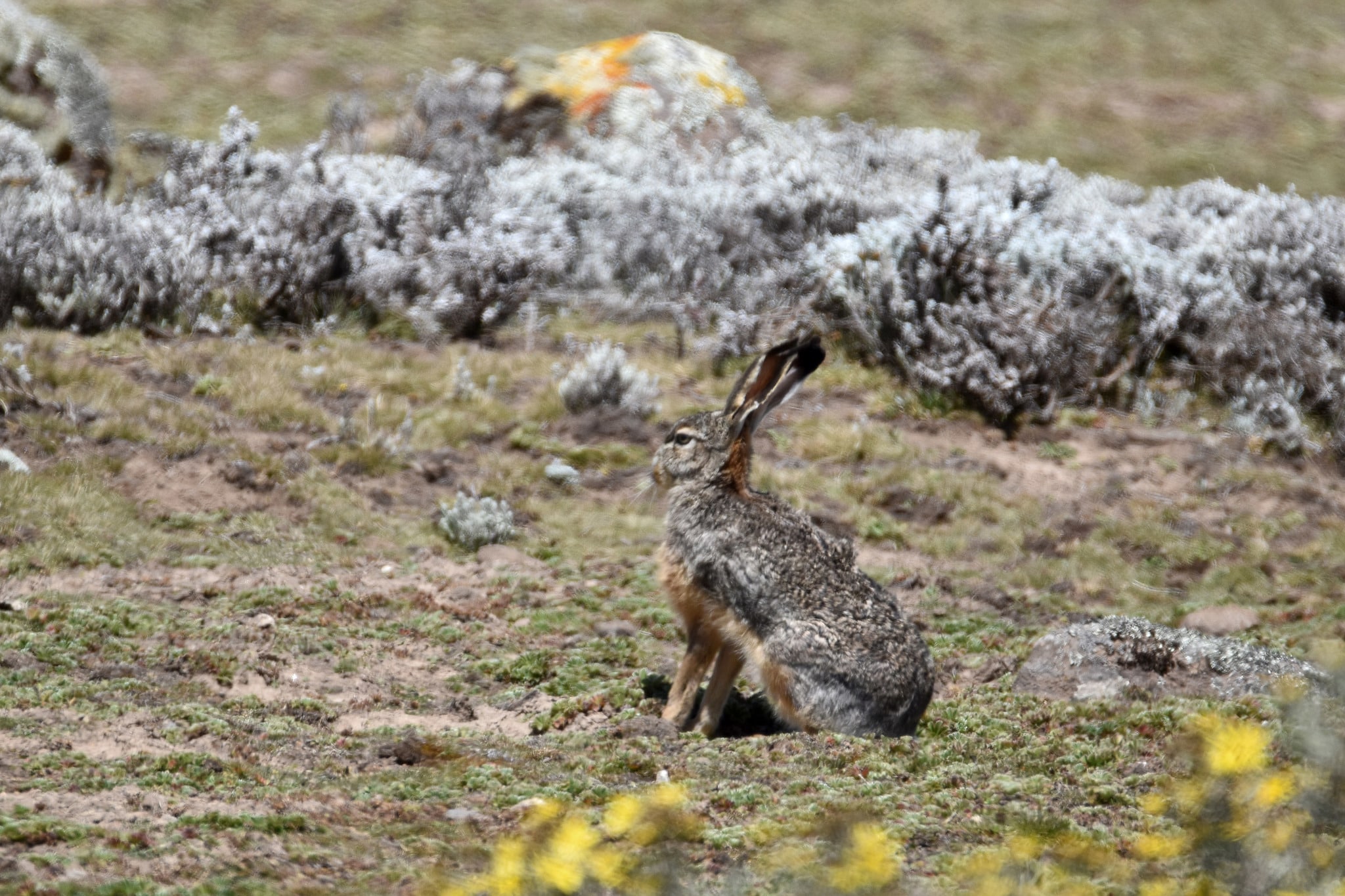 Ethiopian Highland Hare