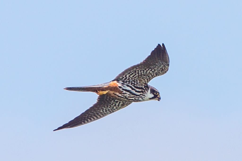 Eurasian Hobby